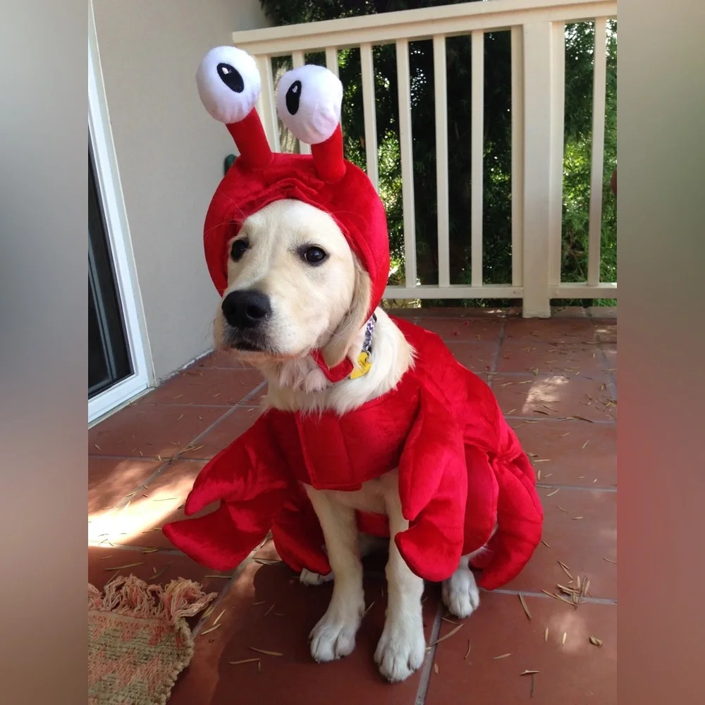 Spooky Night Dog Costume Size Small Pre Owned